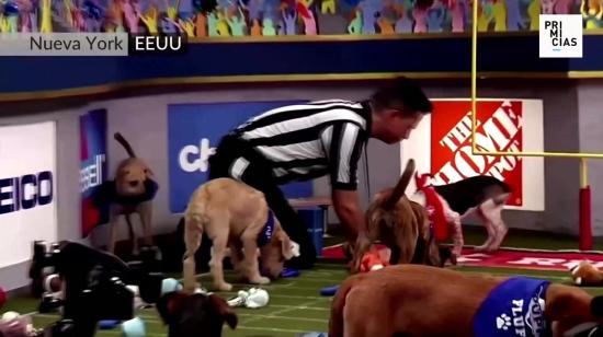 Video puppybowl