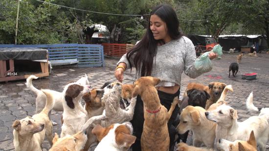 Fundación Lucky, albergue de 600 perros.