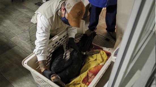 Cóndor Andino rescatado por personal del Zoológico de Quito, en el sector de El Quinche. 28/04/2020