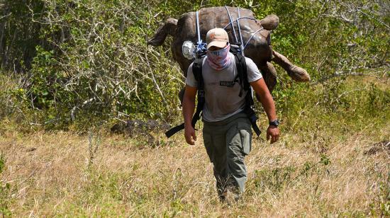 Un miembro del parque traslada a la tortuga Diego en un quelonio en la espalda, en isla Española, en el Parque Nacional Galápagos (Ecuador). 19/07/2020