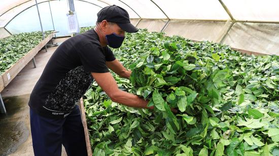 Mario Shiguango recoge la guayusa, planta sagrada para las comunidades amazónicas de Ecuador, 9 de julio de 2020, en Archidona (Ecuador).