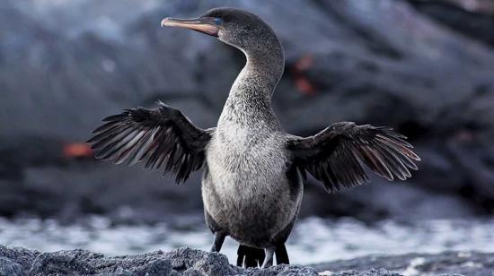 Fotografía que muestra un cormorán en una de las Islas Galápagos (Ecuador).