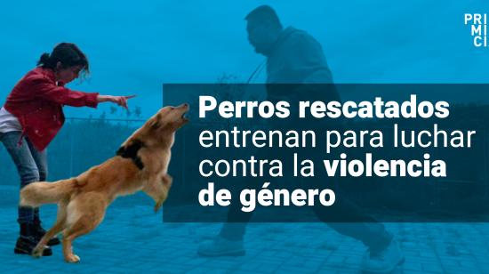 perros rescatados