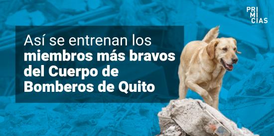 Perros rescatistas del Cuerpo de Bomberos de Quito