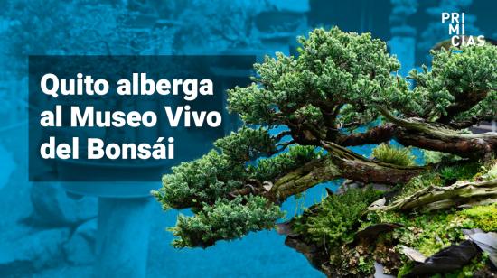 Museo del Bonsai en Quito