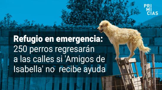 Refugio de perros necesita ayuda