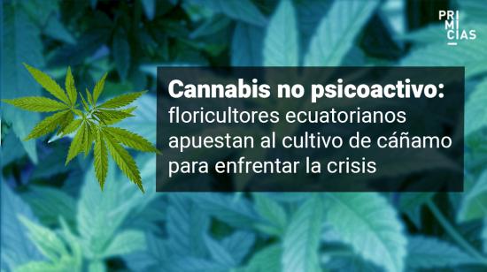 cáñamo cannabis