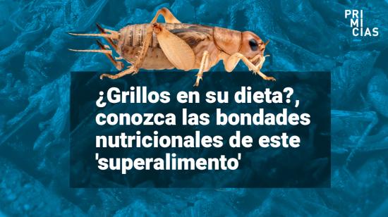 insectos son comida del futuro dice la FAO
