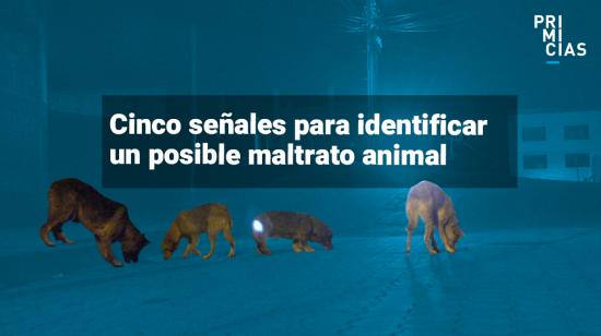 Cinco señales para identificar el maltrato animal