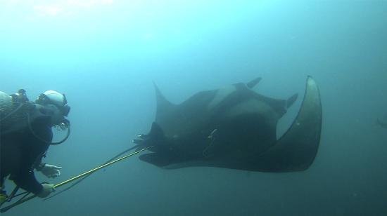 Un científico mientras marcan una mantarraya en el archipiélago de Galápagos (Ecuador). 11/04/2022