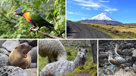 Galápagos, Yasuní, Cotopaxi, Sumaco, Isla Santa Clara