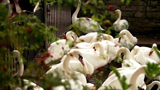 Cisnes que forman parte de la herencia del rey carlos III.