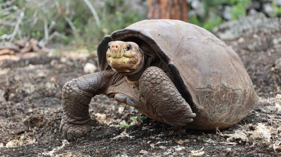 Fotografía cedida por Galapagos Conservancy que muestra a la tortuga Fernanda, el 16 de septiembre de 2022. 