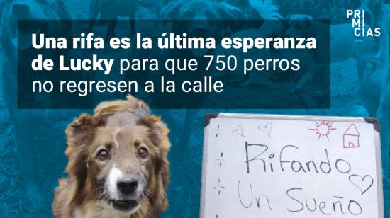 Perros rescatados en Quito.