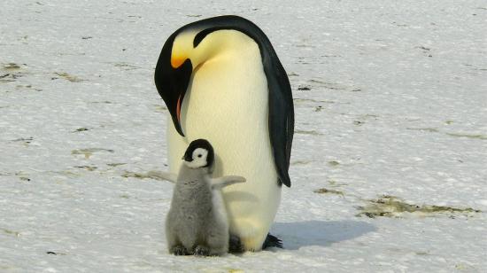 Pinguino emperador de la Antártida