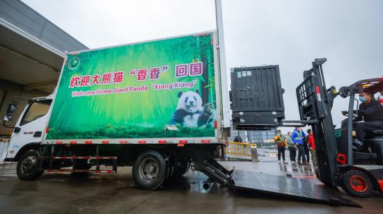 Naciado en Japón, la panda Xiang Xiang arriba al aeropuerto de Chengdu, en al provincia del Sichuan, en China.