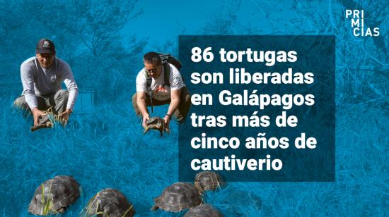 Tortugas en cautiverio liberadas en las Islas Galápagos