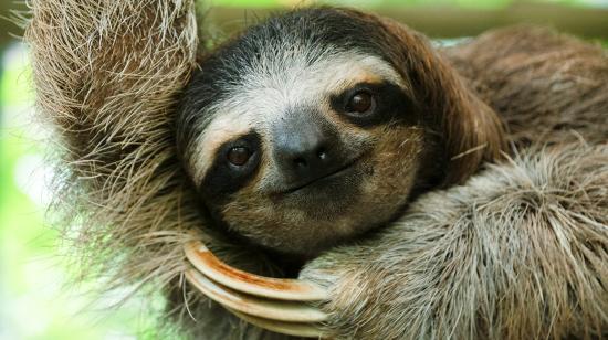 Un perezoso cuelga de la rama de un árbol en el Refugio de Rescate y Santuario de Perezosos en Cahuita, provincia de Limón, Costa Rica, el 10 de marzo de 2023.