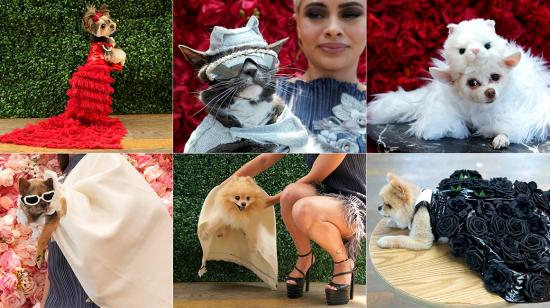 Esta combinación de imágenes creada el 22 de mayo de 2023 muestra a Bling, un pomerania vestido como Pedro Pascal, Gizmo, un Shih Tzu vestido como P. Diddy, Miley-Jo, un Chorkie vestido como Rihanna, Livie, un Morkie vestido como Salma Hayek, Bagel the Sunglasses Cat, vestida como Doja Cat, Kimba the Chihuahua, vestida como Choupette the Cat de Jared Leto, LaLa, una Pomerania vestida como Dua Lipa, y Darla, una Pomerania vestida como Cardi B, durante el “The Pet Gala” en la ciudad de Nueva York. La Pet Gala recrea atuendos de la Met Gala para animales