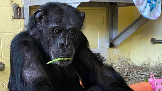 La chimpancé Vanilla rescatada por la organización Save The Chimps. Junio de 2023