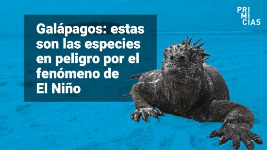 Tortugas e iguanas en peligro por El Niño.