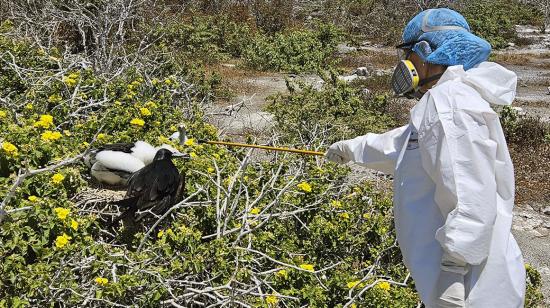 Fotografía cedida por el Parque Nacional Galapagos, donde se observa a un equipo de técnicos mientras examina a una especie, el 18 de septiembre, en la isla Genovesa, que forma parte del archipiélago de las islas Galápagos (Ecuador).