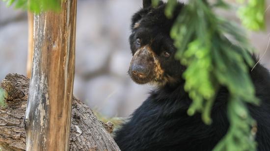 Vista de un oso de anteojos, el 20 de septiembre del 2023 en el Zoológico de Guayllabamba (Ecuador).