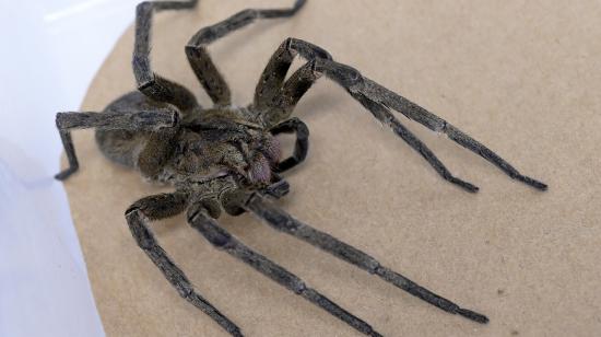 magen de una araña bananera en un contenedor donde se guarda en la FUNED (Fundación Ezequiel Días) durante la investigación para desarrollar un medicamento para tratar la disfunción eréctil utilizando el veneno de la araña en la Universidad Federal de Minas Gerais (UFMG), en Belo Horizonte, estado de Minas Gerais, Brasil, el 21 de septiembre de 2023.