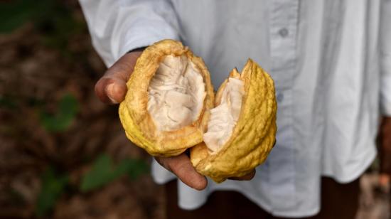 Cacao