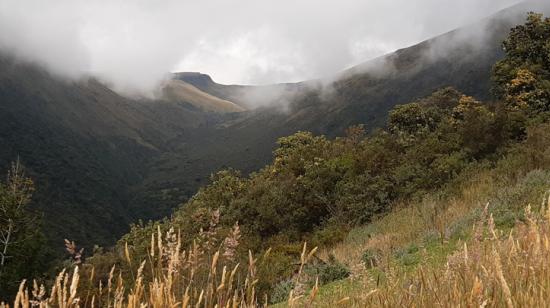 Bosque-nativo-con-el-Ruco-al-fondo