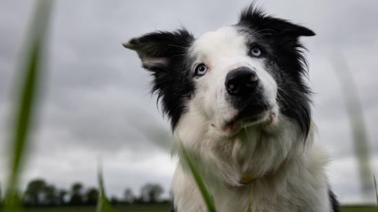 'Messi', el border collie de ocho años estrella de la película 'Anatomía de una caída'.