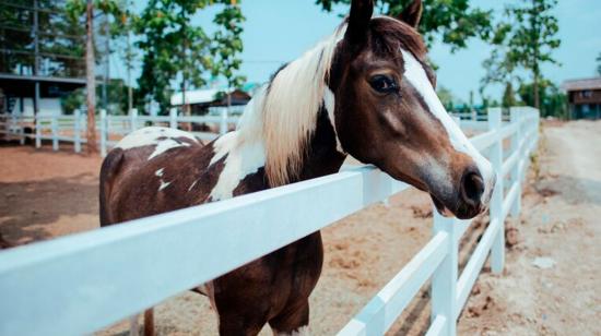 Imagen referencial de un caballo en un predio de crianza.