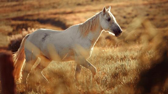 Imagen referencial de un caballo, quepuede sufrir encefalomielitis equina del Este.
