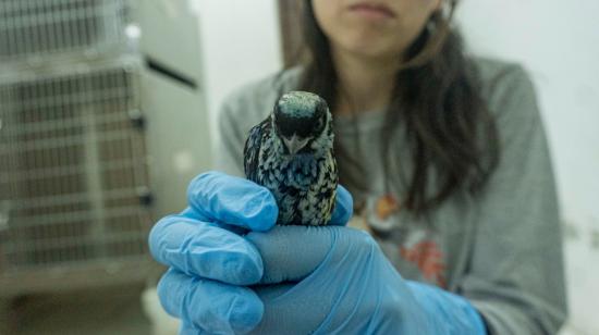 Una de las aves, de la especie Tangara, que fue rescatada en el aeropuerto de Quito. 