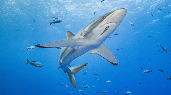 Un tiburón monitoreado desde Galápagos en una fotografía difundida el 23 de mayo de 2024.