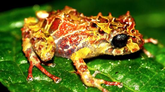 Nueva especie de rana descubierta en Ecuador.