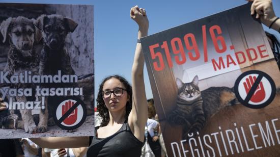 Miles de manifestantes en Estambul, Turquía rechazaron un proyecto de ley que propone sacrificar a los perros callejeros.