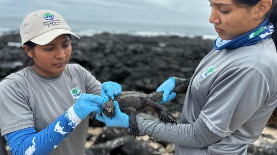 Brigadistas realizan censo de iguanas en Galápagos en junio 2024.
