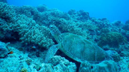 Una tortuga marina que habita en Galápagos, Ecuador.