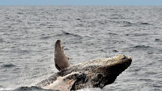 Fotografía de archivo de una ballena jorobada frente a la costa de Puerto López, Manabí.