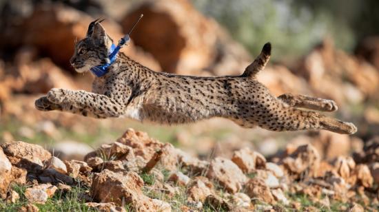 Un ejemplar joven del lince ibérico, fotografiado en Granada el 20 de febrero de 2024.