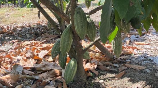 Árbol de cacao en Ecuador.
