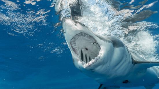 Fotografía referencial de un tiburón debajo del agua y con su mandíbula abierta.