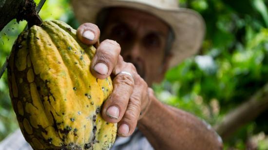 Imagen referencial del cacao siendo cosechado.