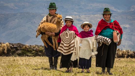 Familias de Chimborazo se benefician con el proyecto que trata la lana de alpacas.