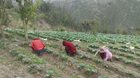 Rosa Jerez y su familia colocan abono natural para salvar la pequeña producción de hortalizas en El Rosario (Pelileo), el 8 de julio de 2024. 