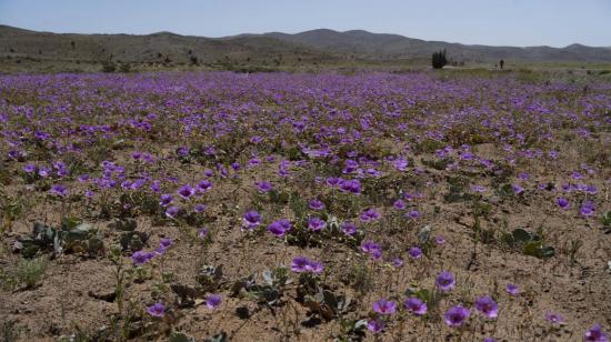 Vista del fenómeno del desierto florido en Atacama, 9 de octubre de 2022.