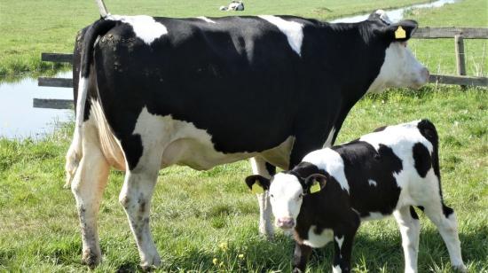 Imagen referencial. Vacas en una hacienda ganadera.