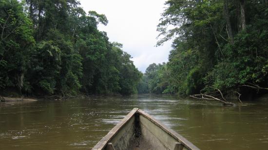 Fotografía referencial de una jungla de bosques inundados en la Reserva Cuyabeno, en la provincia de Sucumbíos, en marzo de 2007.