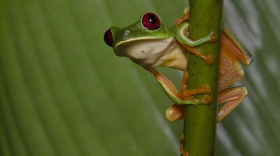 La rana de ojos rojos se puede encontrar en todo Centro América, 12 de julio de 2024.